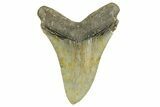 Serrated, Fossil Megalodon Tooth - North Carolina #372377-2